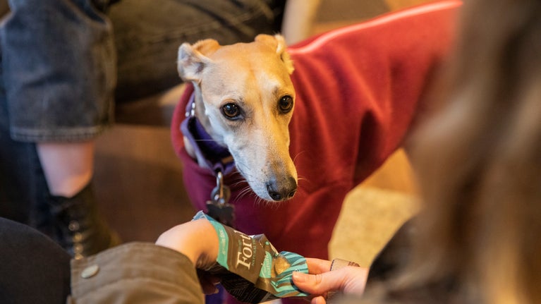 Visitors relaxing with their dog in the Porters Lodge café at Ickworth, Suffolk